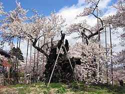 画像に alt 属性が指定されていません。ファイル名: 神代桜_wiki.jpg